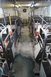 Farrowing crates at Yelmah Piggery SA - Australian pig farming - Captured at Yelmah Piggery, Magdala SA Australia.