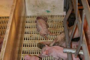 Farrowing crates at Grong Grong Piggery NSW - Australian pig farming - Captured at Grong Grong Piggery, Grong Grong NSW Australia.