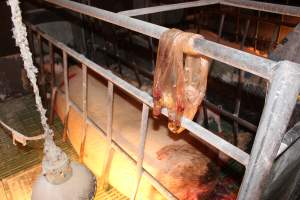 Used gloves - Australian pig farming - Captured at Bungowannah Piggery, Bungowannah NSW Australia.