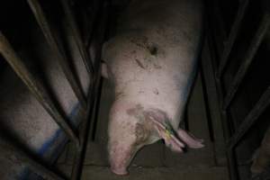 Sow stalls at Wasleys Piggery SA - Australian pig farming - Captured at Wasleys Piggery, Pinkerton Plains SA Australia.