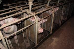 Farrowing crates at Willawa Piggery NSW - Australian pig farming - Captured at Willawa Piggery, Grong Grong NSW Australia.