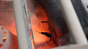 Holes in floor of farrowing crate - Australian pig farming - Captured at Yelmah Piggery, Magdala SA Australia.