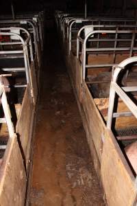 Farrowing crates at Finniss Park Piggery SA - Australian pig farming - Captured at Finniss Park Piggery, Mannum SA Australia.