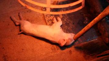 Farrowing crates at Yelmah Piggery SA - Australian pig farming - Captured at Yelmah Piggery, Magdala SA Australia.