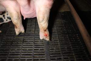 Farrowing crates at Finniss Park Piggery SA - Australian pig farming - Captured at Finniss Park Piggery, Mannum SA Australia.