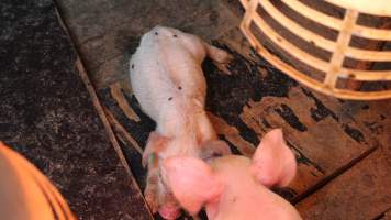 Farrowing crates at Yelmah Piggery SA - Australian pig farming - Captured at Yelmah Piggery, Magdala SA Australia.