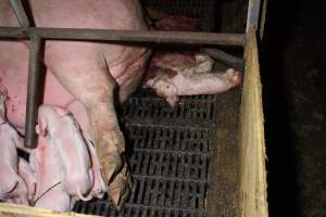 Farrowing crates at Finniss Park Piggery SA - Australian pig farming - Captured at Finniss Park Piggery, Mannum SA Australia.