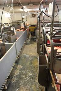 Farrowing crates at Yelmah Piggery SA - Australian pig farming - Captured at Yelmah Piggery, Magdala SA Australia.