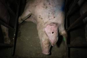 Sow stalls at Wasleys Piggery SA - Australian pig farming - Captured at Wasleys Piggery, Pinkerton Plains SA Australia.