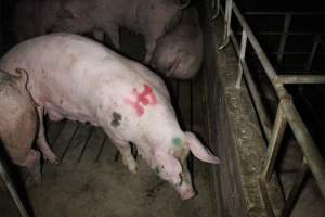 Group sow housing at Sheaoak Piggery SA - Australian pig farming - Captured at Sheaoak Piggery, Shea-Oak Log SA Australia.