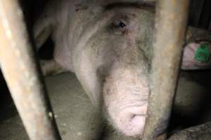 Sow stalls at Wasleys Piggery SA - Australian pig farming - Captured at Wasleys Piggery, Pinkerton Plains SA Australia.