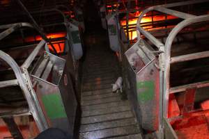 Piglet loose in aisle - Australian pig farming - Captured at Finniss Park Piggery, Mannum SA Australia.