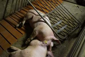 Fencing fallen over in group sow housing - Captured at Yelmah Piggery, Magdala SA Australia.