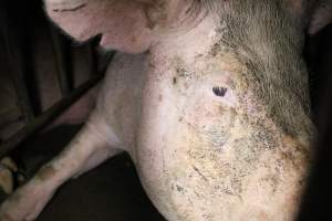 Sow stalls at Wasleys Piggery SA - Australian pig farming - Captured at Wasleys Piggery, Pinkerton Plains SA Australia.