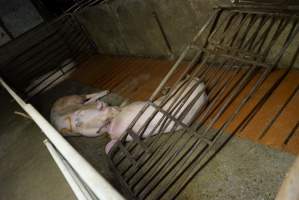 Fencing fallen over in group sow housing - Australian pig farming - Captured at Yelmah Piggery, Magdala SA Australia.