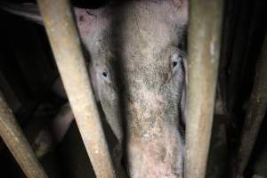 Sow stalls at Wasleys Piggery SA - Australian pig farming - Captured at Wasleys Piggery, Pinkerton Plains SA Australia.