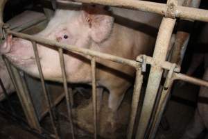 Sow stalls at Willawa Piggery NSW - Australian pig farming - Captured at Willawa Piggery, Grong Grong NSW Australia.