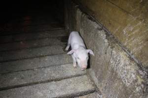 Piglet loose in aisle - Australian pig farming - Captured at Finniss Park Piggery, Mannum SA Australia.