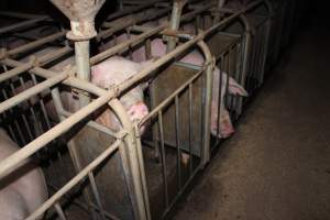 Sow stalls at Willawa Piggery NSW - Australian pig farming - Captured at Willawa Piggery, Grong Grong NSW Australia.