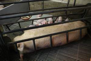 Farrowing crates at Yelmah Piggery SA - Australian pig farming - Captured at Yelmah Piggery, Magdala SA Australia.