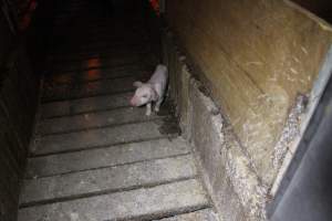 Piglet loose in aisle - Australian pig farming - Captured at Finniss Park Piggery, Mannum SA Australia.