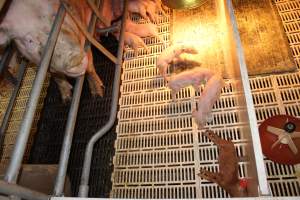 Farrowing crates at Grong Grong Piggery NSW - Australian pig farming - Captured at Grong Grong Piggery, Grong Grong NSW Australia.