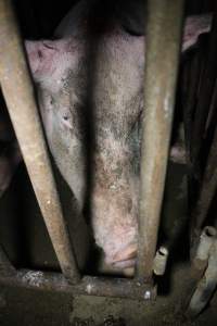 Sow stalls at Wasleys Piggery SA - Australian pig farming - Captured at Wasleys Piggery, Pinkerton Plains SA Australia.