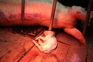 Farrowing crates at Yelmah Piggery SA - Australian pig farming - Captured at Yelmah Piggery, Magdala SA Australia.