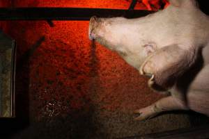 Farrowing crates at Finniss Park Piggery SA - Australian pig farming - Captured at Finniss Park Piggery, Mannum SA Australia.