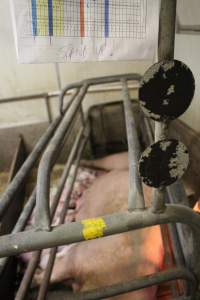 Paperwork with 'stand up!' written on it - Australian pig farming - Captured at Yelmah Piggery, Magdala SA Australia.