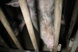 Sow stalls at Wasleys Piggery SA - Australian pig farming - Captured at Wasleys Piggery, Pinkerton Plains SA Australia.