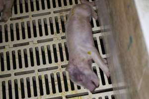 Farrowing crates at Grong Grong Piggery NSW - Australian pig farming - Captured at Grong Grong Piggery, Grong Grong NSW Australia.