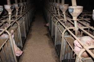 Sow stalls at Willawa Piggery NSW - Australian pig farming - Captured at Willawa Piggery, Grong Grong NSW Australia.