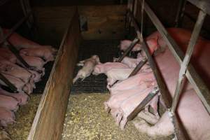 Farrowing crates at Finniss Park Piggery SA - Australian pig farming - Captured at Finniss Park Piggery, Mannum SA Australia.