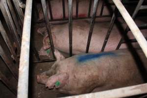 Sow stalls at Wasleys Piggery SA - Australian pig farming - Captured at Wasleys Piggery, Pinkerton Plains SA Australia.