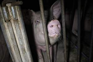 Sow stalls at Sheaoak Piggery SA - Australian pig farming - Captured at Sheaoak Piggery, Shea-Oak Log SA Australia.