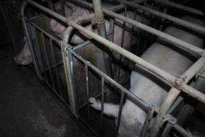 Sow stalls at Willawa Piggery NSW - Australian pig farming - Captured at Willawa Piggery, Grong Grong NSW Australia.