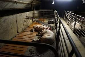 Fencing fallen over in group sow housing - Australian pig farming - Captured at Yelmah Piggery, Magdala SA Australia.