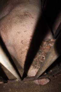 Sow stalls at Wasleys Piggery SA - Australian pig farming - Captured at Wasleys Piggery, Pinkerton Plains SA Australia.