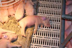 Farrowing crates at Grong Grong Piggery NSW - Australian pig farming - Captured at Grong Grong Piggery, Grong Grong NSW Australia.