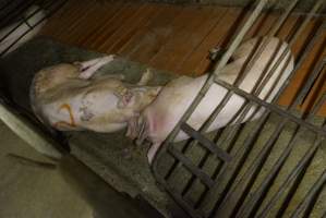 Fencing fallen over in group sow housing - Australian pig farming - Captured at Yelmah Piggery, Magdala SA Australia.