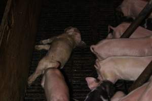 Farrowing crates at Finniss Park Piggery SA - Australian pig farming - Captured at Finniss Park Piggery, Mannum SA Australia.