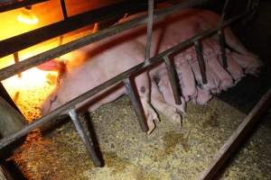 Farrowing crates at Finniss Park Piggery SA - Australian pig farming - Captured at Finniss Park Piggery, Mannum SA Australia.