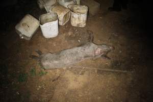 Dead grower pig outside - Australian pig farming - Captured at Willawa Piggery, Grong Grong NSW Australia.