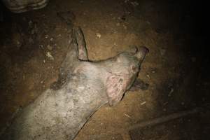 Dead grower pig outside - Australian pig farming - Captured at Willawa Piggery, Grong Grong NSW Australia.