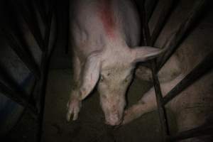 Sow stalls at Wasleys Piggery SA - Australian pig farming - Captured at Wasleys Piggery, Pinkerton Plains SA Australia.