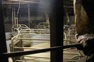 Farrowing crates at Yelmah Piggery SA - Australian pig farming - Captured at Yelmah Piggery, Magdala SA Australia.