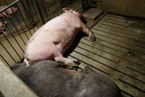Group sow housing - Australian pig farming - Captured at Yelmah Piggery, Magdala SA Australia.