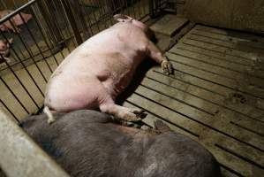 Group sow housing - Australian pig farming - Captured at Yelmah Piggery, Magdala SA Australia.