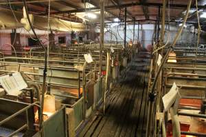 Farrowing crates at Yelmah Piggery SA - Australian pig farming - Captured at Yelmah Piggery, Magdala SA Australia.